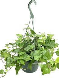 10″ Ivy Hanging Basket