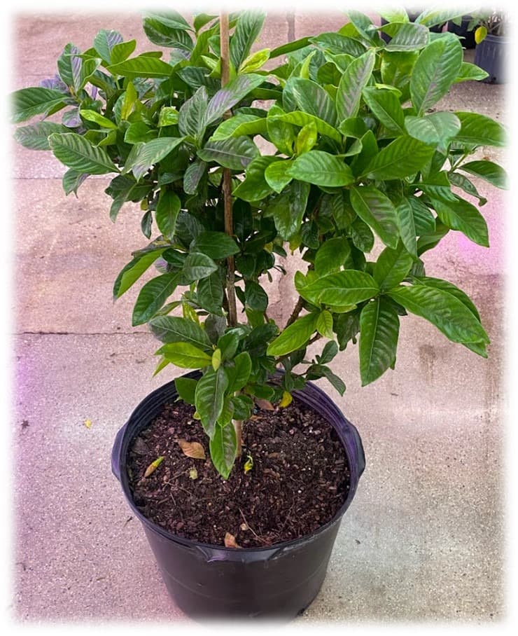 14″ Jasmine Gardenia