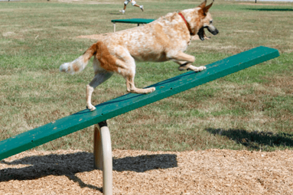 Doggie Teeter Totter
