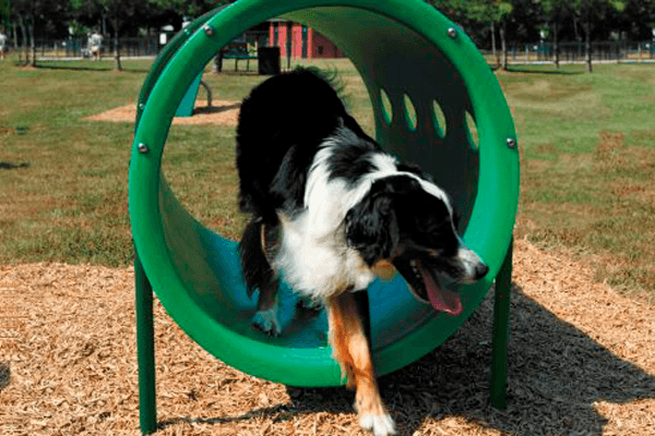 Doggie Crawl
