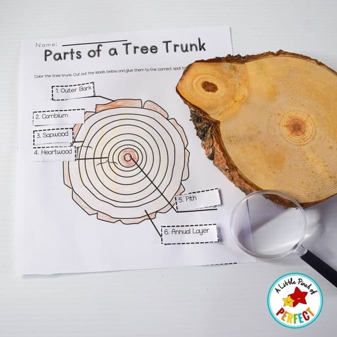 All About Trees: Activities, Craft, Tree Life Cycle, and Science Notebook - thumbnail 4