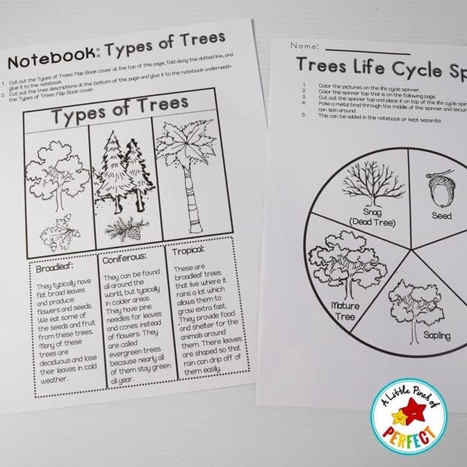 All About Trees: Activities, Craft, Tree Life Cycle, and Science Notebook - thumbnail 3