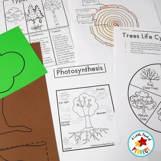 All About Trees: Activities, Craft, Tree Life Cycle, and Science Notebook - thumbnail 2