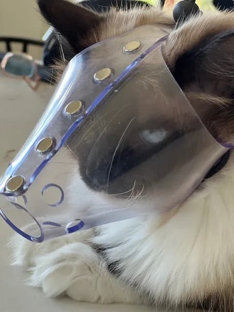 JAFCO Cat Muzzles