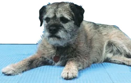 Kennel Grid Matting