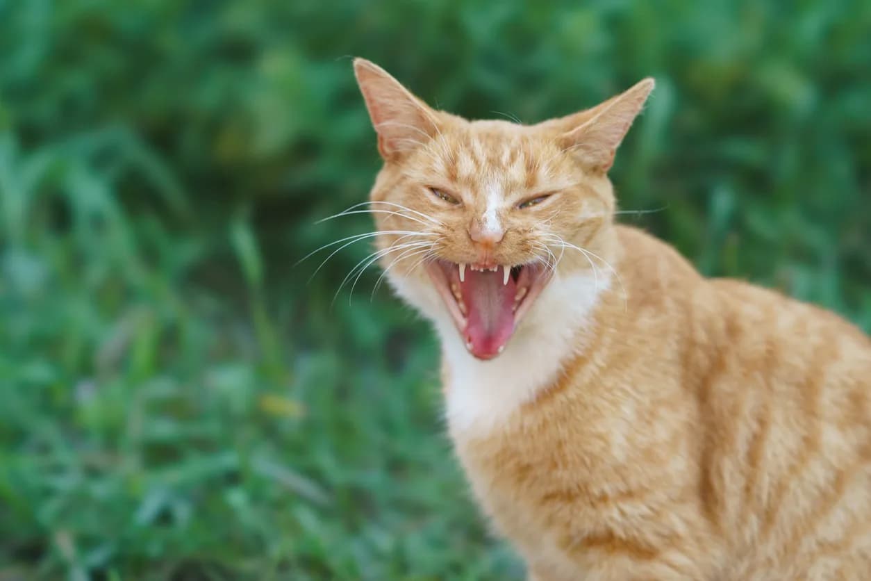 Feral Cat Handling Kit