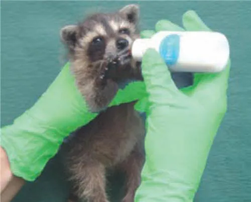 Orphan Gloves