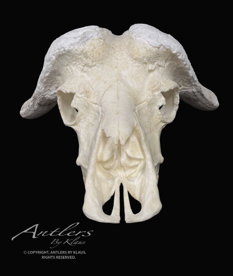 Cape Buffalo Skull