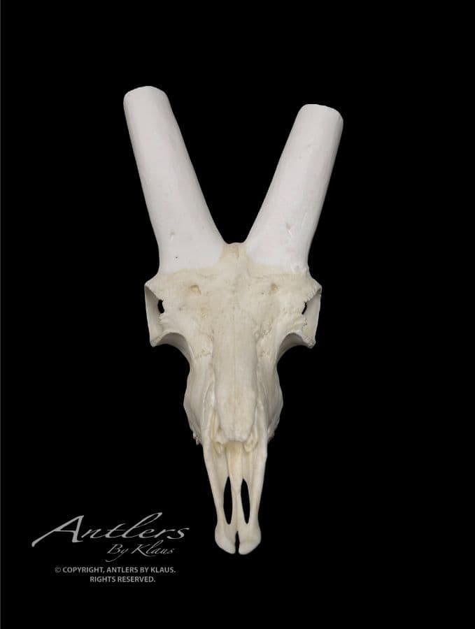 Ibex Skull
