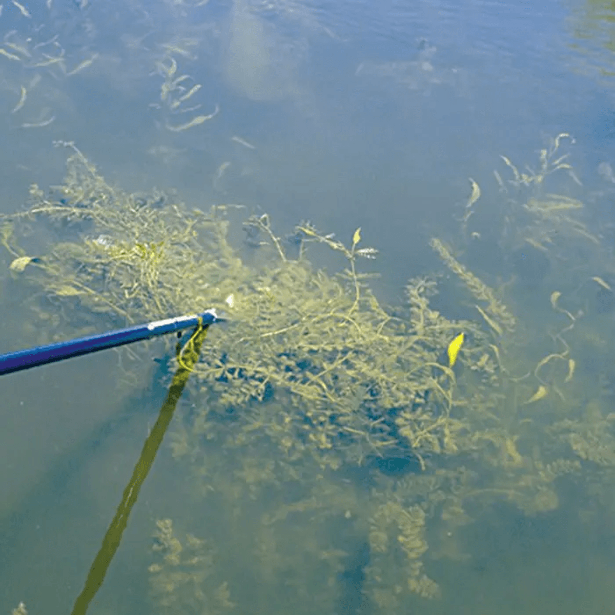 The Ultimate Physical Weed & Algae Removal Solution - thumbnail 5