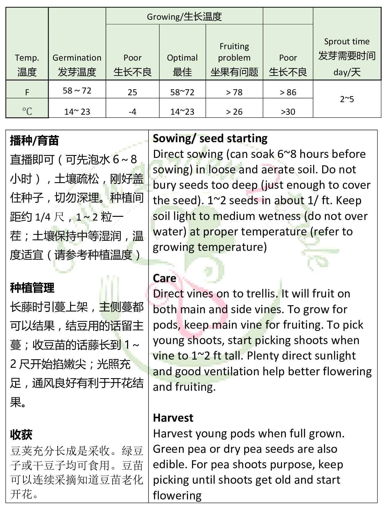 Pea Shoots – Plus pods - thumbnail 2