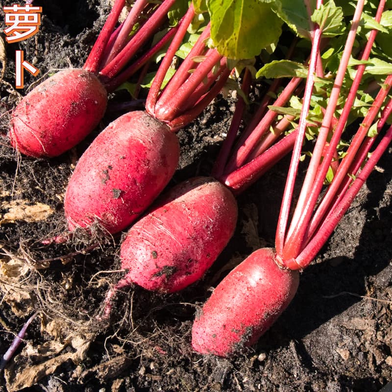 Radish Red Beauty