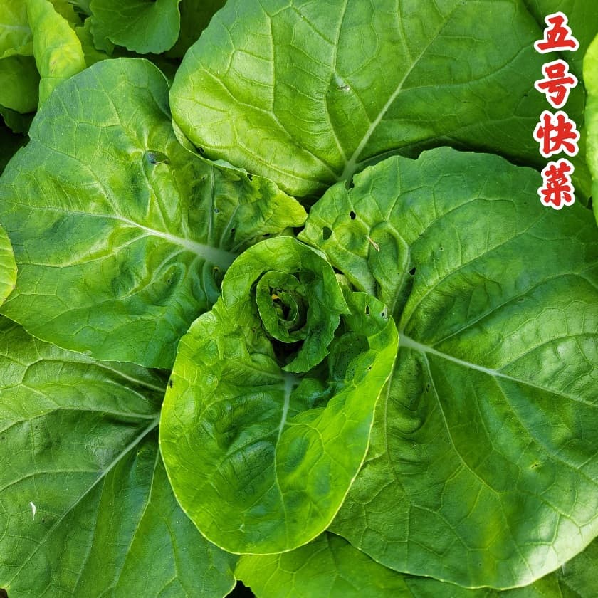 Quick Choy Golden Heart - thumbnail 2