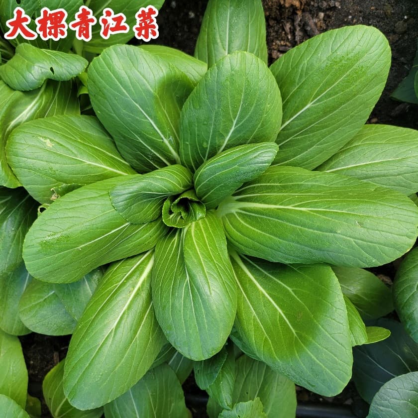 Bok Choy Koquie