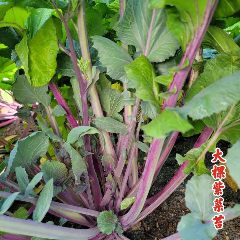 Hongtai Choy Sept Red