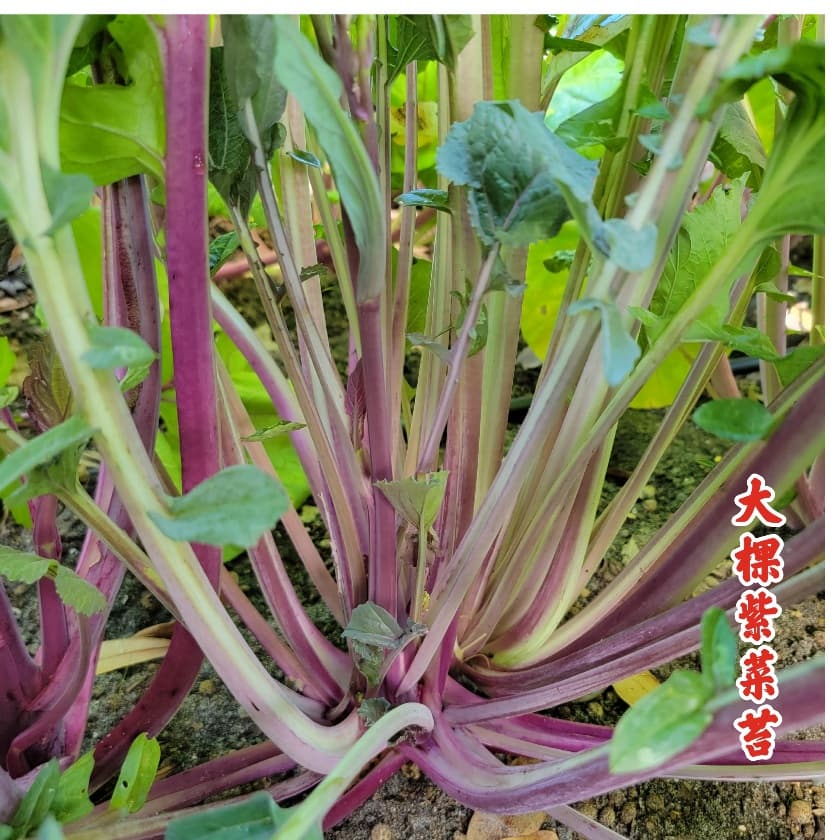 Hongtai Choy Oct Red