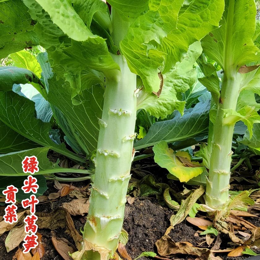 Celtuce Heat Fighter
