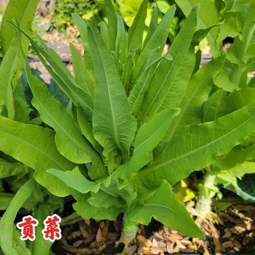 Celtuce Heat Fighter - thumbnail 2