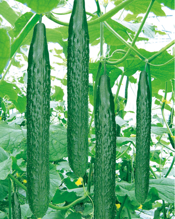 Cucumber Jade Long
