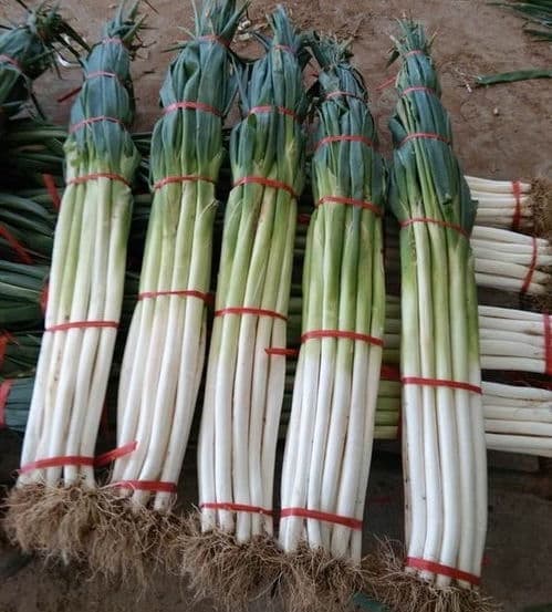 Green Onion King Long