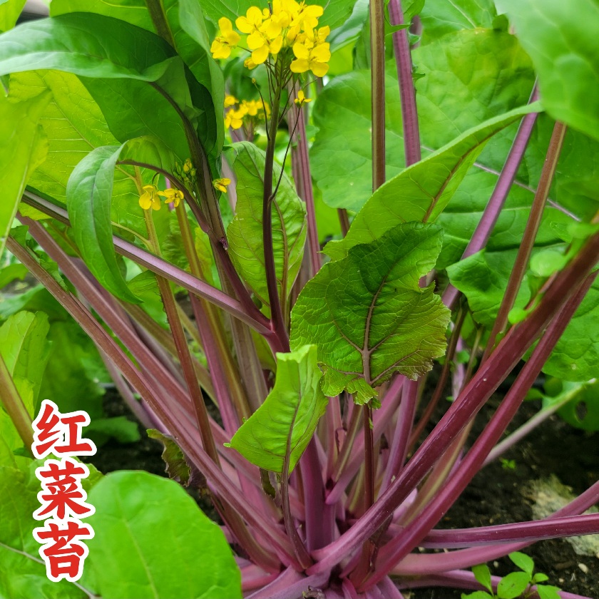 Hongtai Choy Red Queen - thumbnail 2