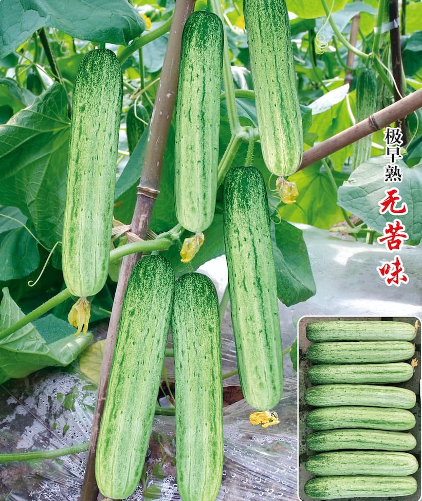 Cucumber Green Tiger