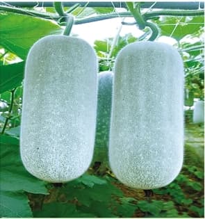 Winter Melon Snow Lady