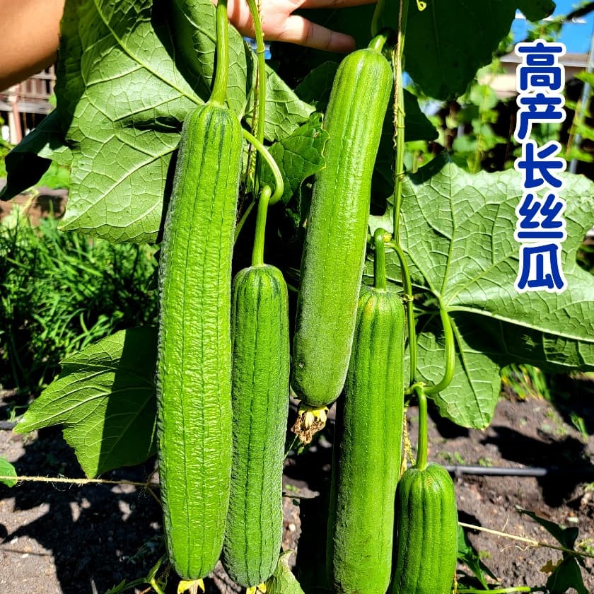 Luffa Nong #8