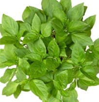 Basil, Large Leaf