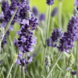 Lavender, English