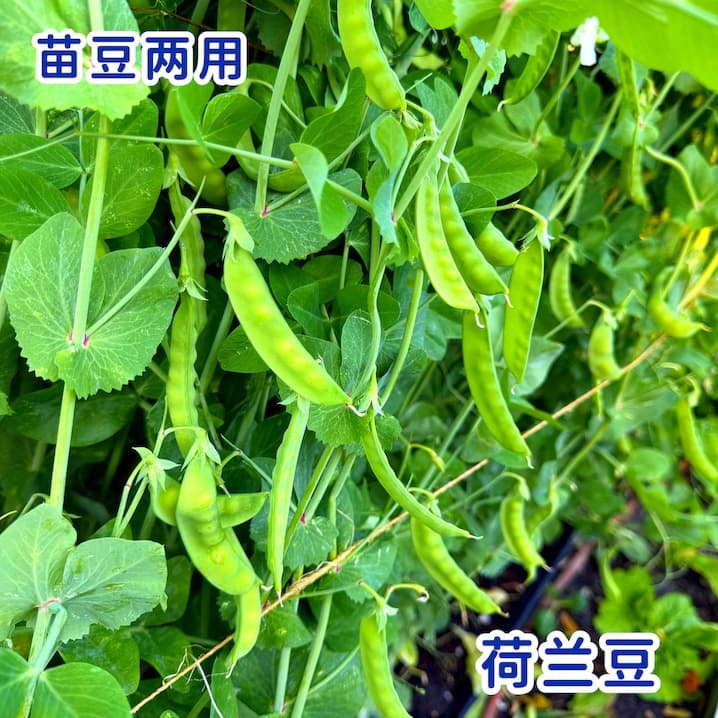 Pea Shoots – Plus pods