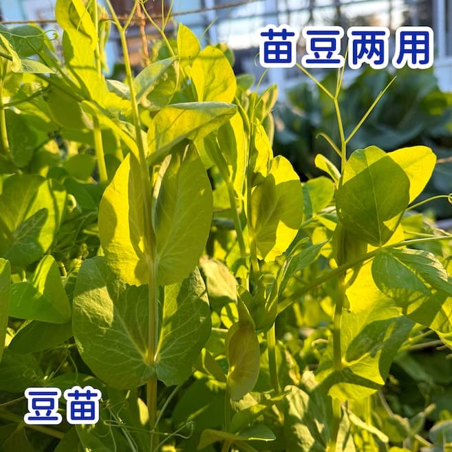 Pea Shoots – Plus pods - thumbnail 3