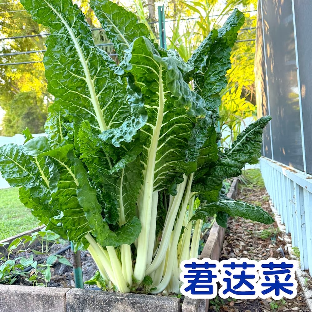 Swiss Chard Large White