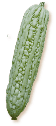 Bittermelon Big White