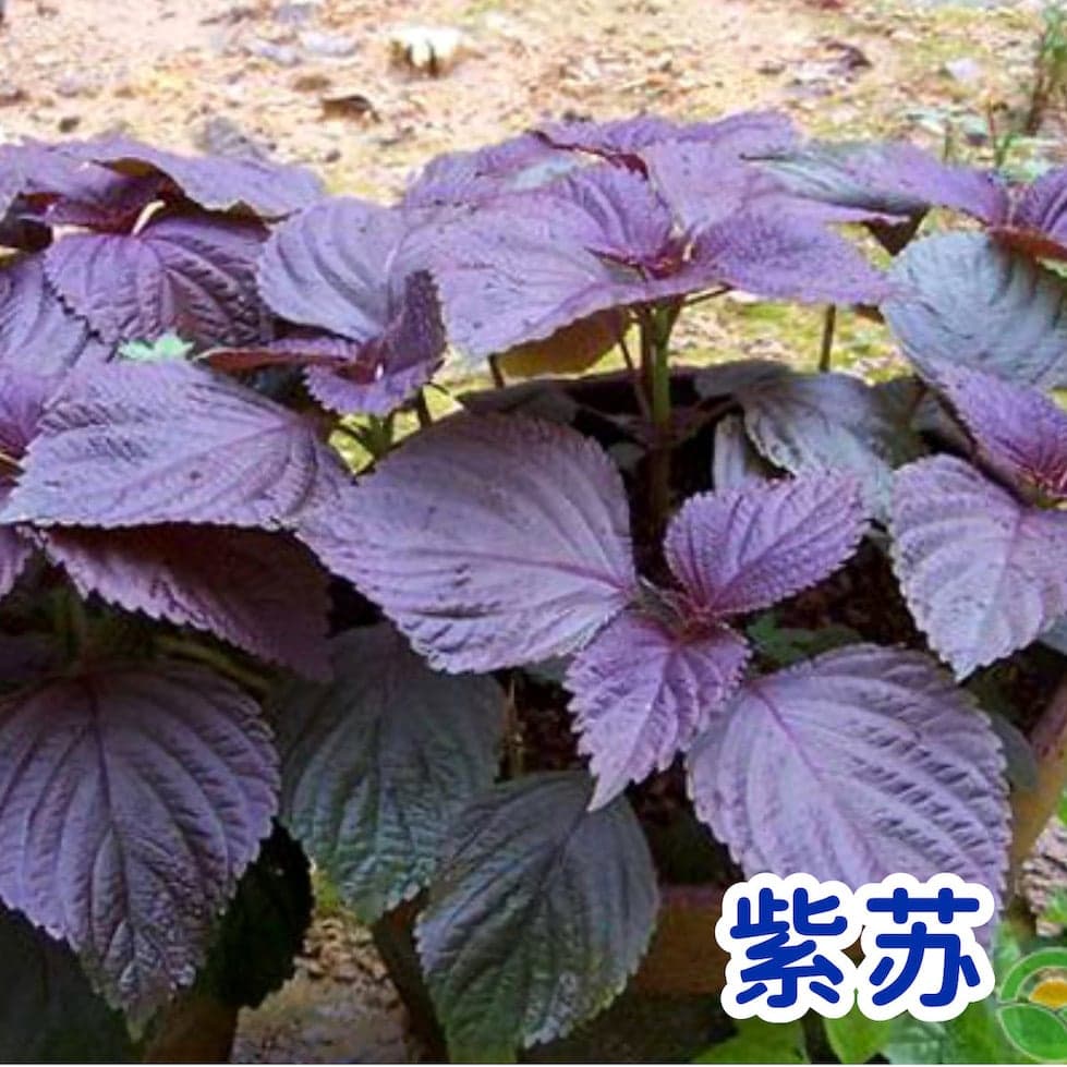 Purple Shiso