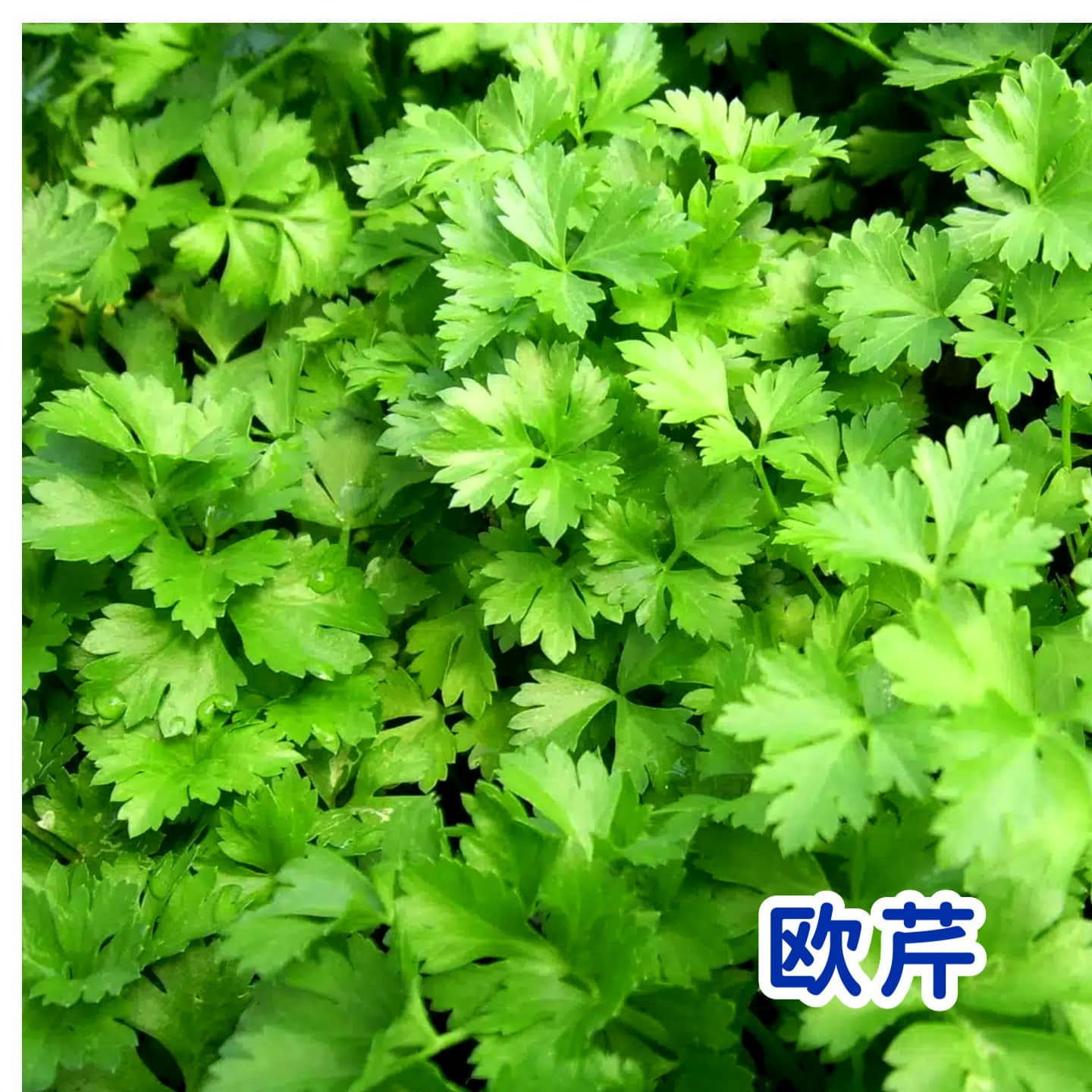 Parsley Italian Giant