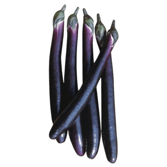 Eggplant Black Beauty