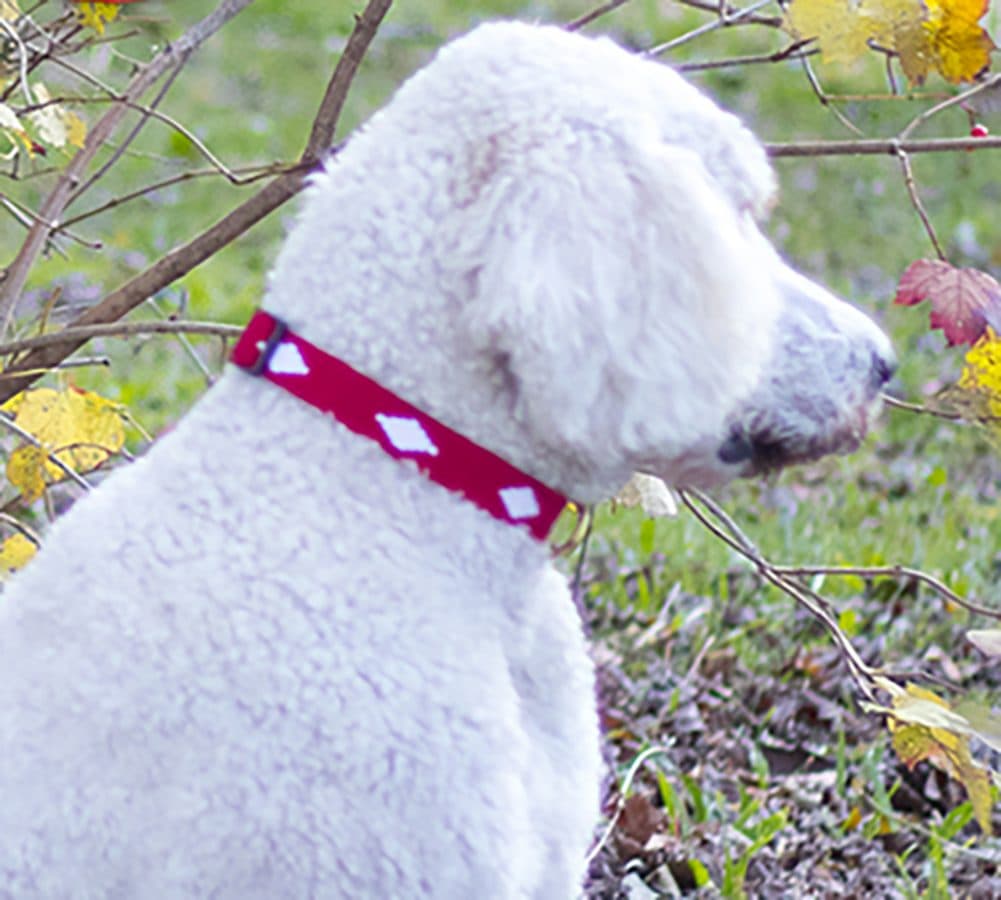 a tail we could wag Side-Release Dog Collar – Diamond - thumbnail 2