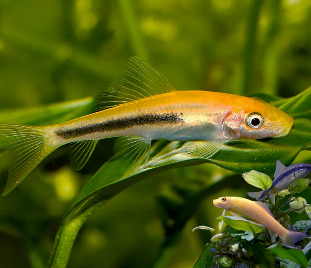 Algae Eater – MGAE – Marbled Golden Chinese Algae Eater