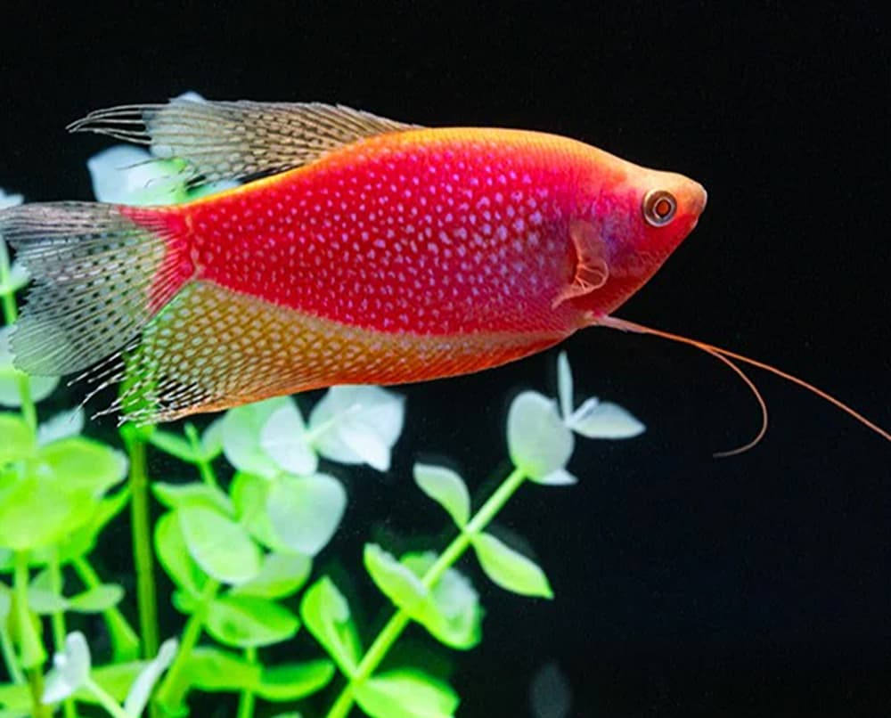 Gourami – Starfire Red® Gourami, the Newest GloFish®