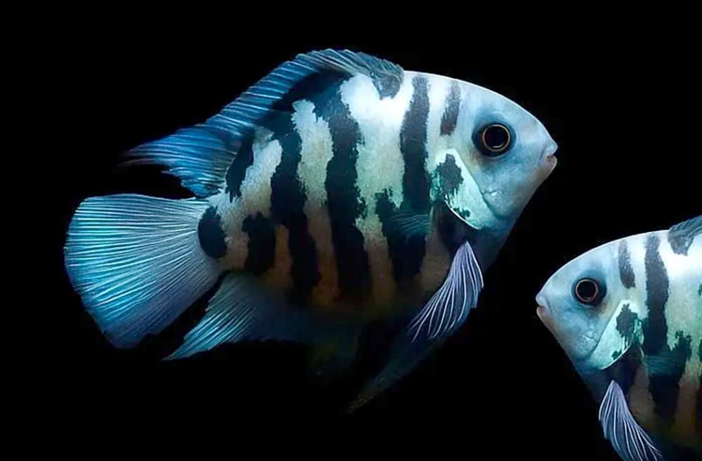 Parrot Cichlid – Polar Blue Convict Hybrid