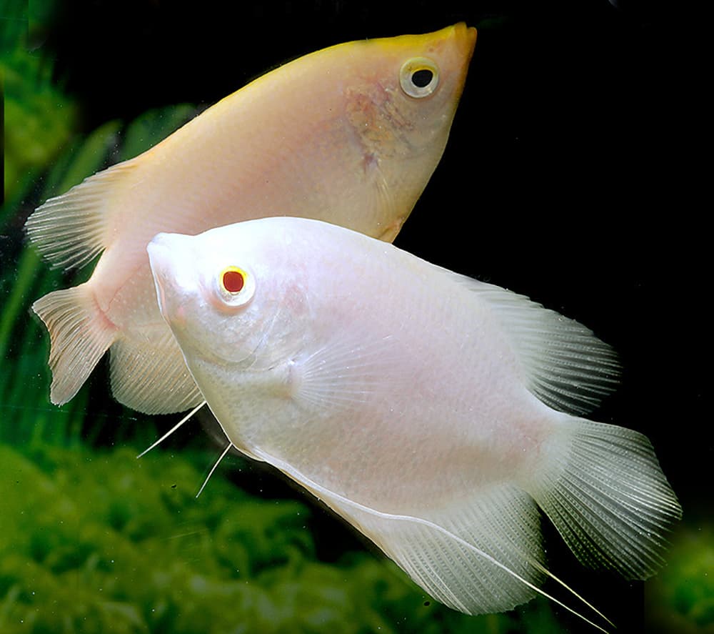 Gourami – Giant Gourami Gold or White