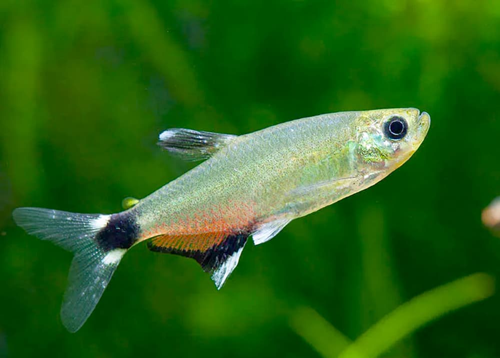 Tetra Fish – Panda Tetra