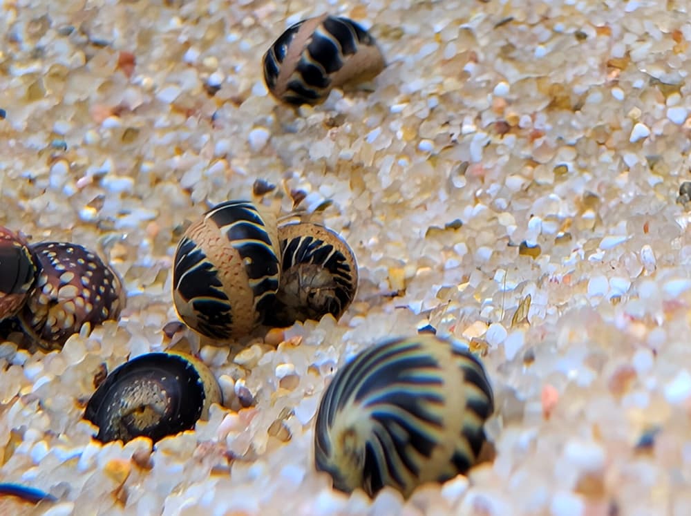 Snail – Algae Eating Nerite Snail – Pink Pumpkin Striped Nerite Snail - thumbnail 2
