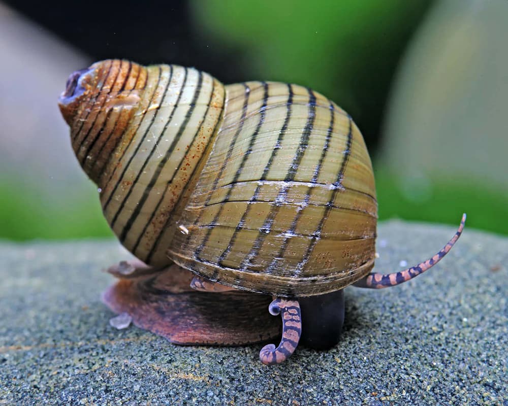 Snail – Japanese Trapdoor Striped Wizard Snail