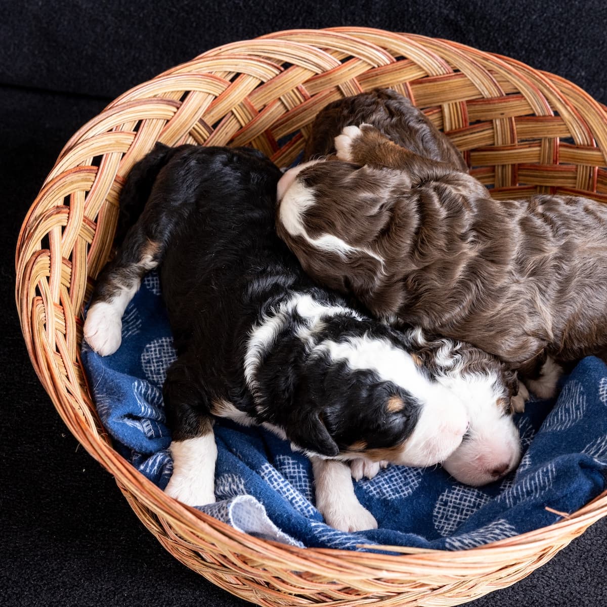 Panda’s Litter – Males