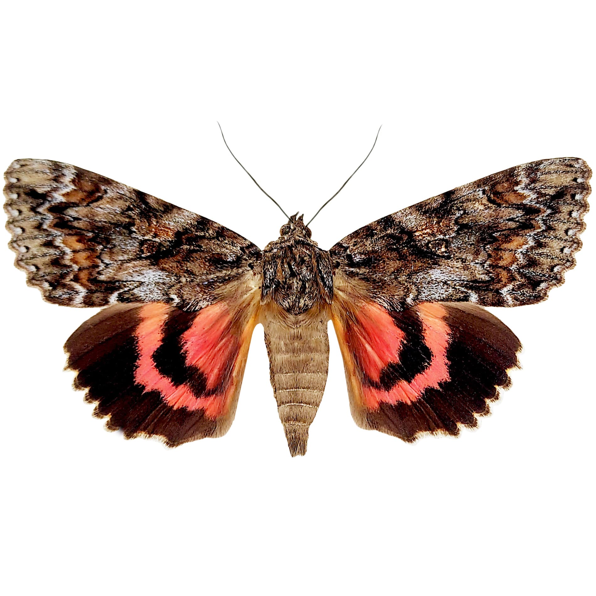 Catocala sp. pink red underwing moth USA