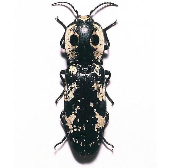 Alaus zunianus eyed click beetle Arizona USA
