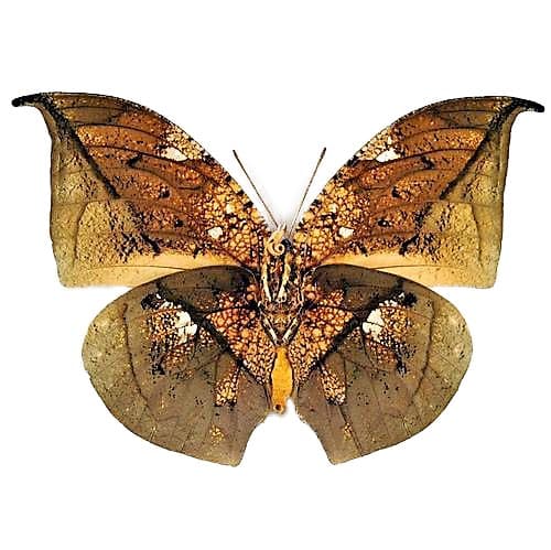 Anaea archidona VERSO gold leaf mimic butterfly Peru
