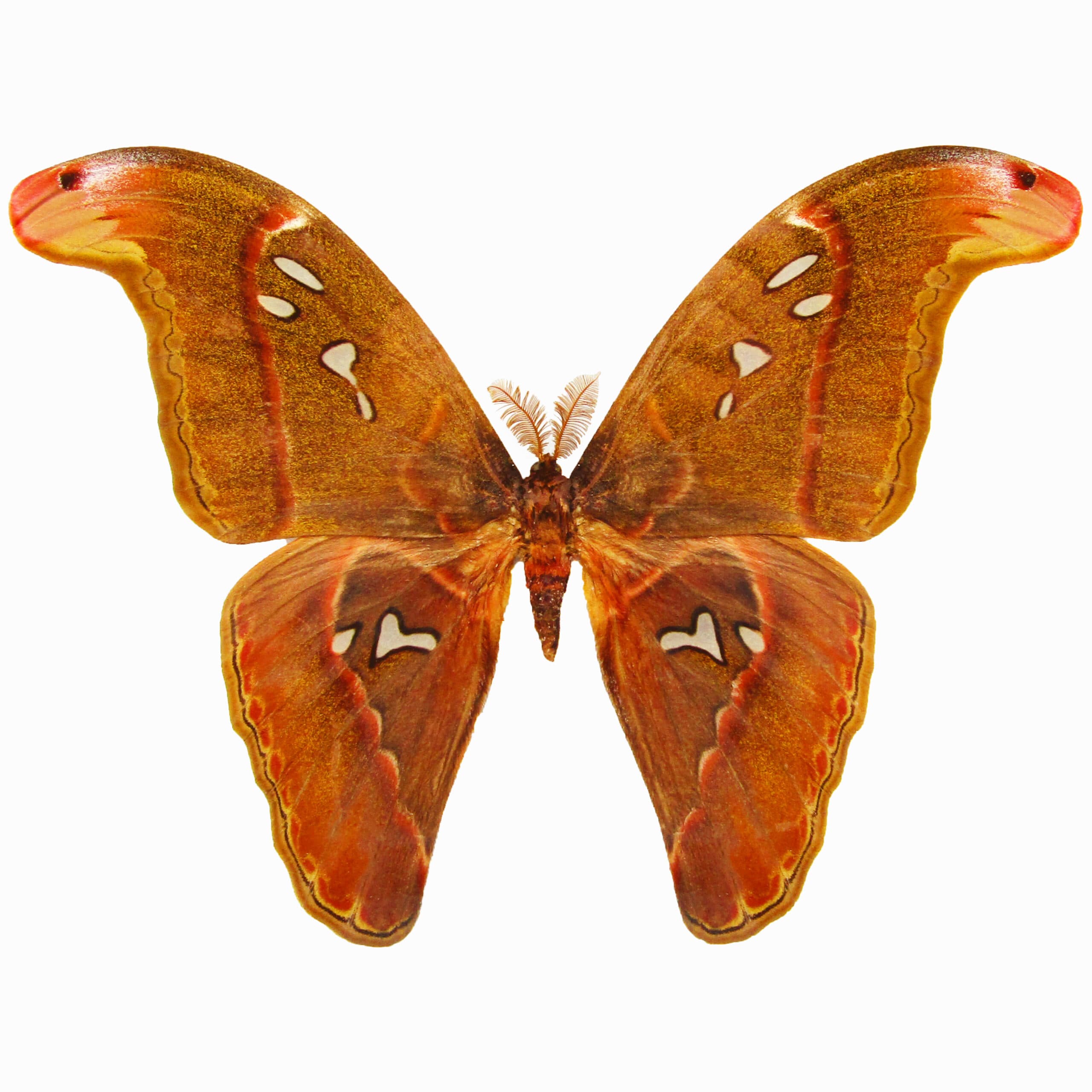 Attacus caesar MALE “Caesar Atlas moth” Philippines